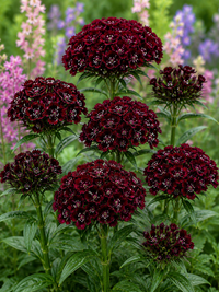 Black William Flower seeds for Planting Vibrant Colors Heirloom & GMO Free Seeds for Home Garden 
 
 Sale
