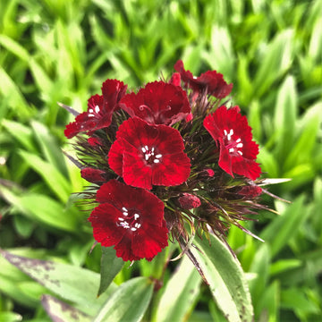 Red William Flower Seeds for Planting