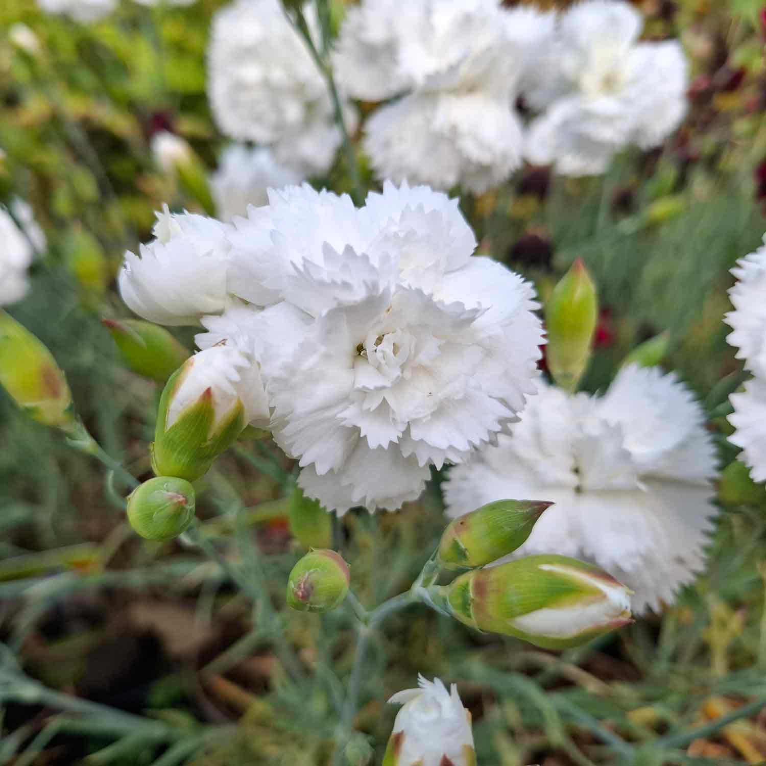 Dianthus Carnation Flower seeds for Planting Garden Favorite Heirloom & GMO Free Seeds for Home Garden