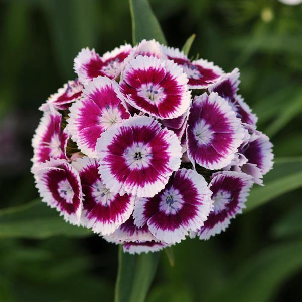 Dianthus Flower seeds for Planting - Low Maintenance, Heirloom & GMO Free Seeds for Home Garden