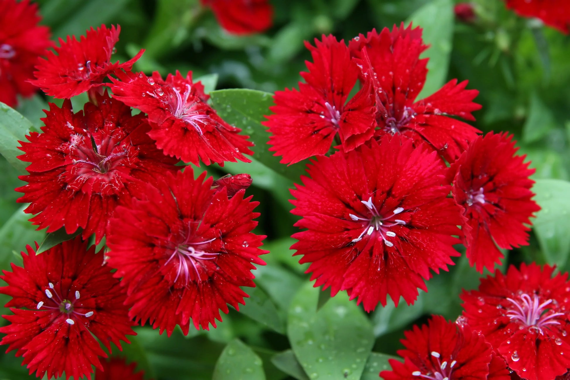 Red Dianthus Flower seeds for Planting Garden Favorite Heirloom & GMO Free Seeds for Home Garden 
 
 Sale