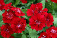 Red Dianthus Flower seeds for Planting Garden Favorite Heirloom & GMO Free Seeds for Home Garden 
 
 Sale