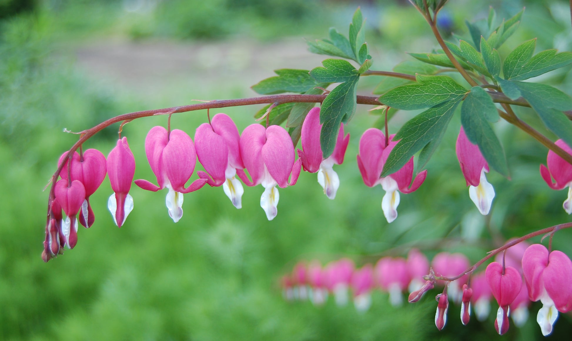 Bleeding Hearts Flower seeds for Planting Cottage Garden Essential Heirloom & GMO Free Seeds for Home Garden
