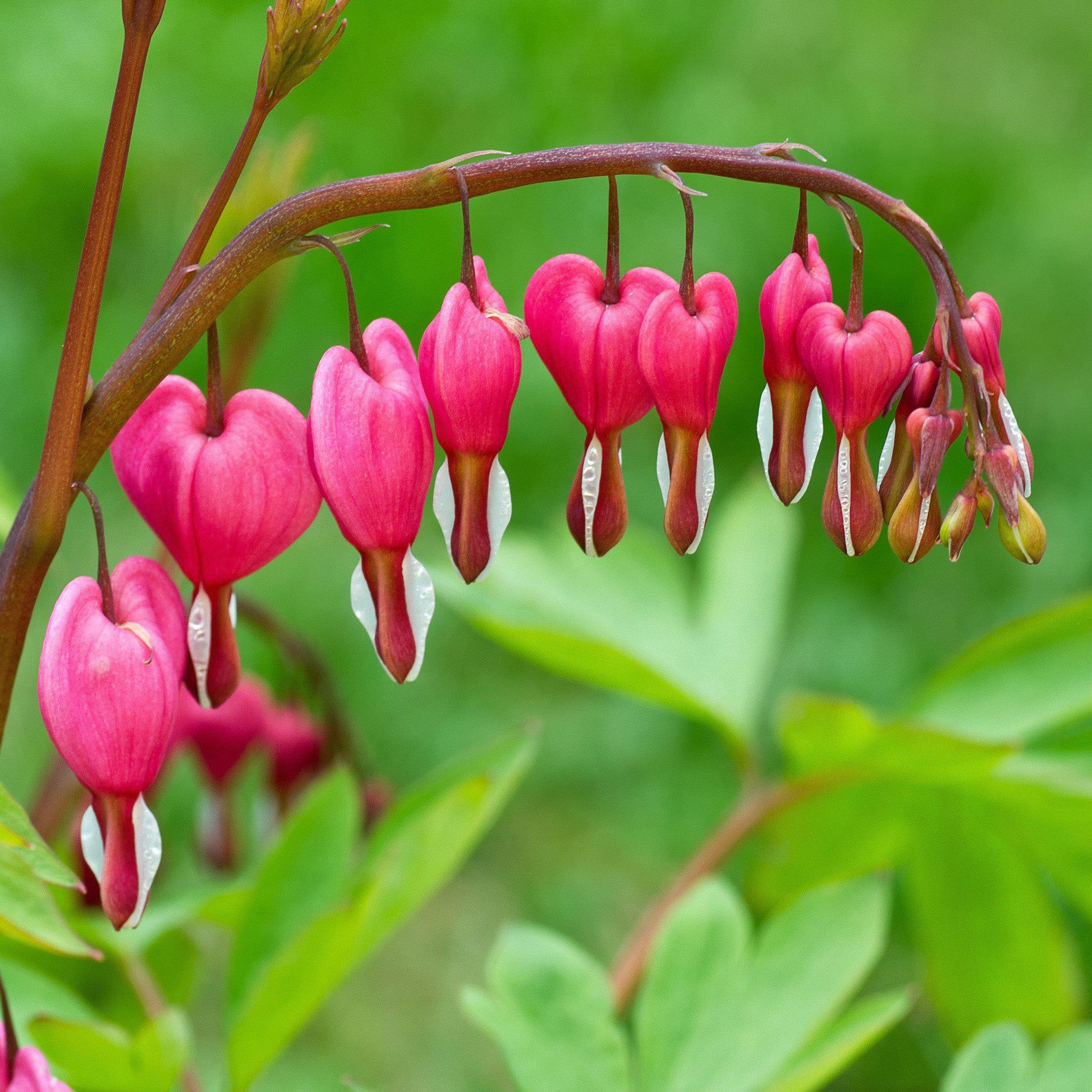 Heirloom Heart Flower seeds for Planting Cut Flower Favorite Heirloom & GMO Free Seeds for Home Garden