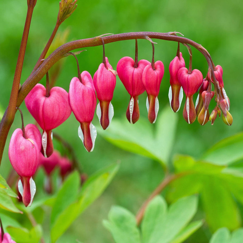 Pink Bleeding Hearts Flower seeds for Planting - Pollinator Friendly, Heirloom & GMO Free Seeds for Home Garden