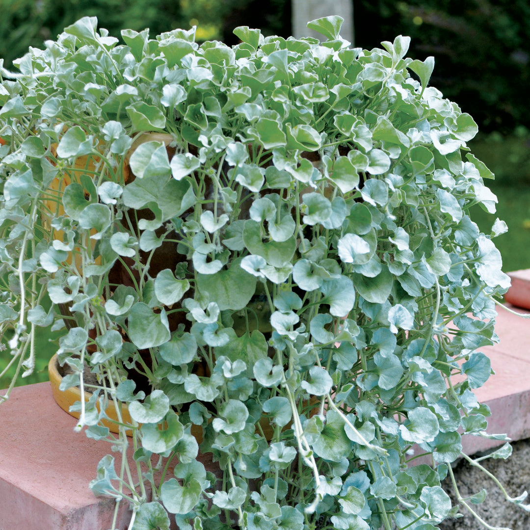 Dichondra Silver Falls seeds for planting