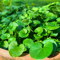 Dichondra Repen Flower seeds for Planting Low Maintenance Heirloom & GMO Free Seeds for Home Garden