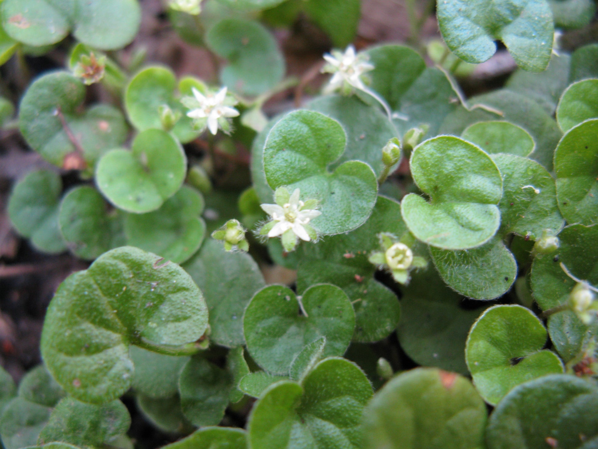 Dichondra Flower seeds for Planting Bright Blooms Heirloom & GMO Free Seeds for Home Garden 
 
 Sale