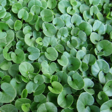 Dichondra Repen Flower seeds for Planting Low Maintenance Heirloom & GMO Free Seeds for Home Garden 
 
 Sale for planting in home garden