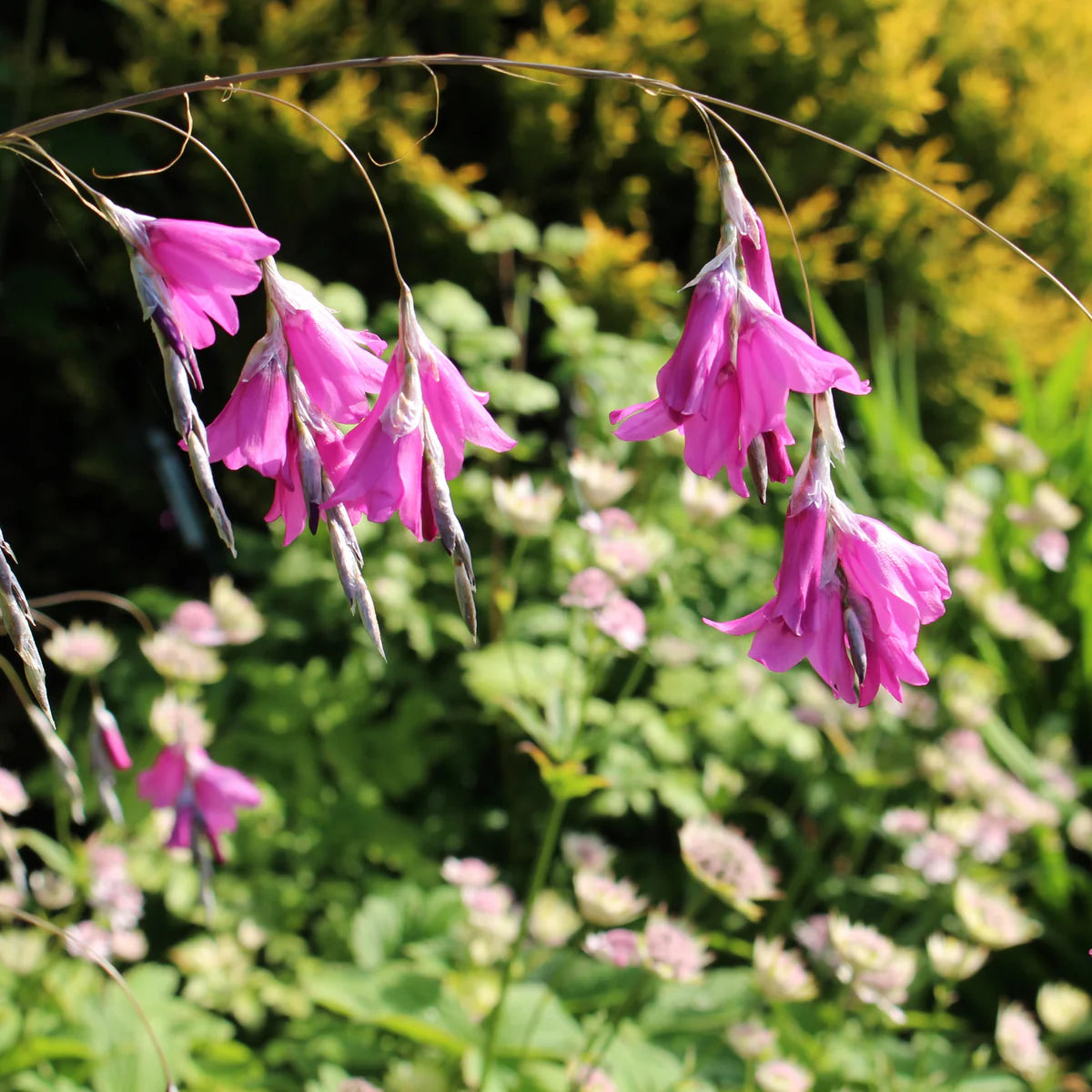 Dierama Flower seeds for Planting Pollinator Friendly Heirloom & GMO Free Seeds for Home Garden