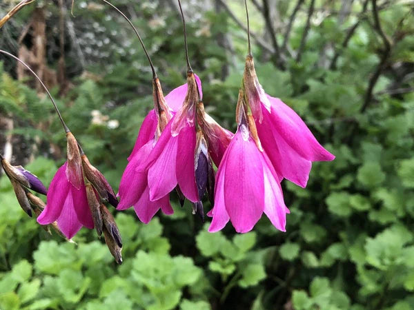 Purple Dierama Pendulum Flower seeds for Planting - Pollinator Friendly, Heirloom & GMO Free Seeds for Home Garden
