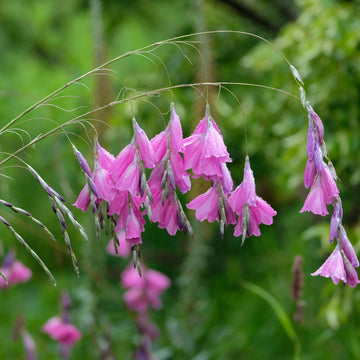 Lavender Dierama Flower seeds for Planting - Low Maintenance, Heirloom & GMO Free Seeds for Home Garden