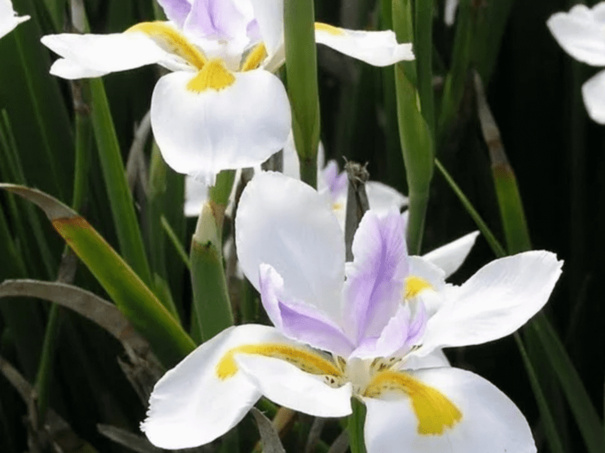 Tiny Dancer Flower seeds for Planting Wildflower Mix Heirloom & GMO Free Seeds for Home Garden