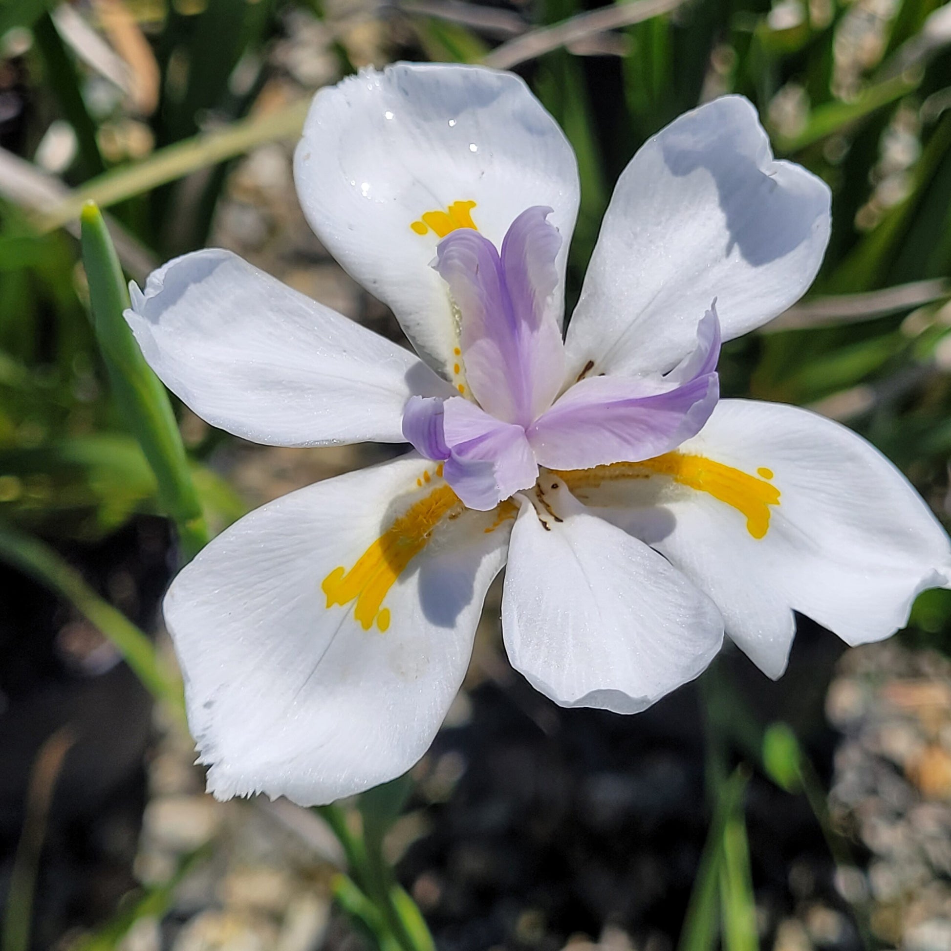 Iridioides Flower seeds for Planting Pollinator Friendly Heirloom & GMO Free Seeds for Home Garden