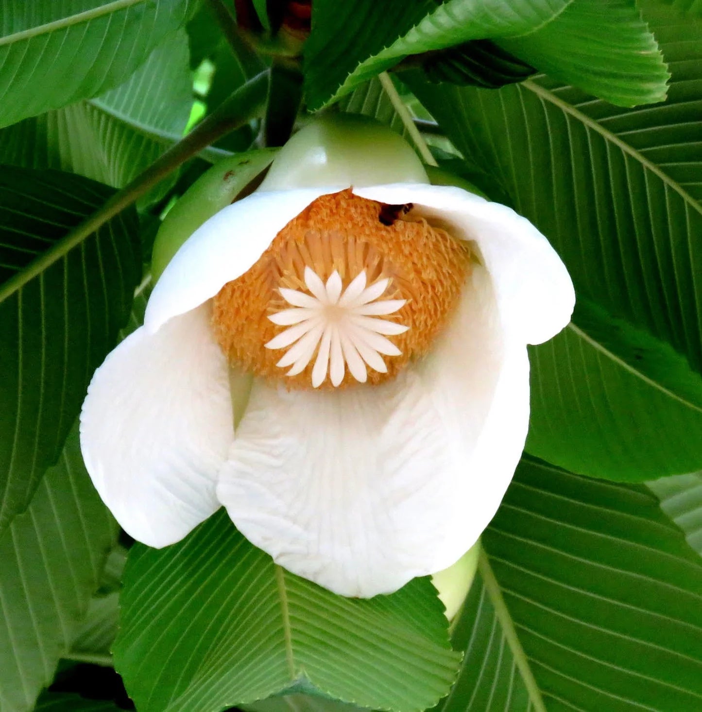 White Dillenia Flower seeds for Planting - Long Bloom Season, Heirloom & GMO Free Seeds for Home Garden