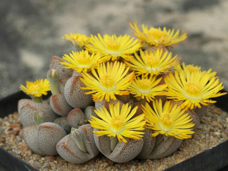 Yellow White Dinteranthus Flower seeds for Planting Premium Quality Heirloom & GMO Free Seeds for Home Garden 
 
 Sale