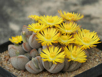 Yellow White Dinteranthus Flower seeds for Planting Premium Quality Heirloom & GMO Free Seeds for Home Garden 
 
 Sale