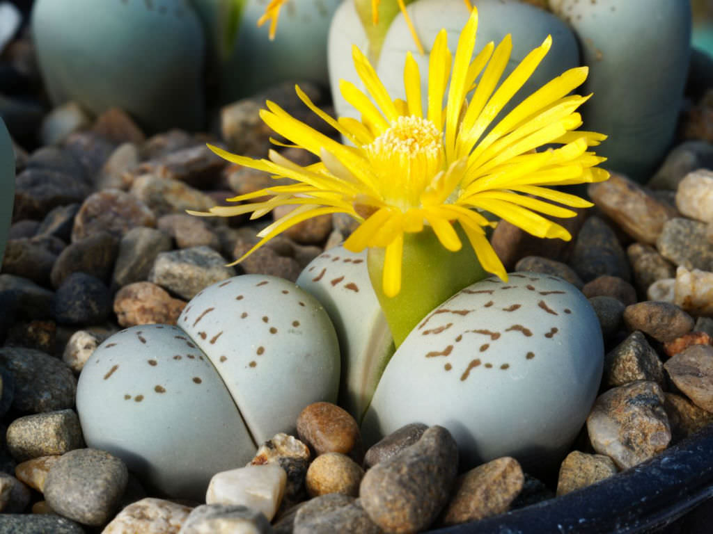 Dinteranthus Wilmotianus Succulent Flower seeds for Planting, Premium Quality Heirloom & GMO Free Seeds for Home Garden