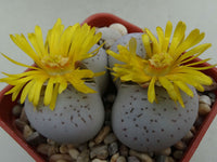 Dinteranthus Wilmotianus Succulent Flower seeds for Planting, Premium Quality Heirloom & GMO Free Seeds for Home Garden