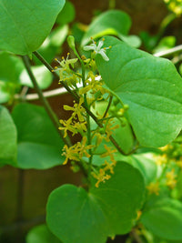 Dioscorea Flower seeds for Planting Garden Favorite Heirloom & GMO Free Seeds for Home Garden