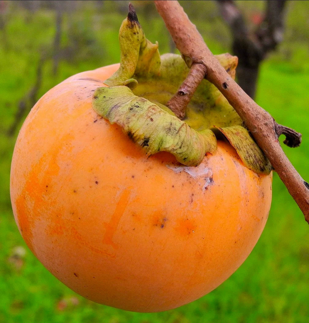 Orange Diospyros Seeds  Perfect for Your Garden