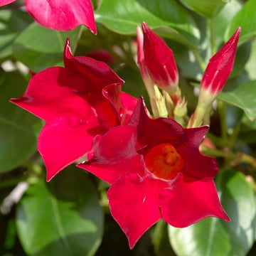 Dipladenia red flower seeds for planting