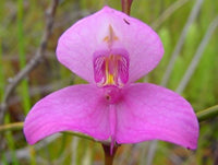 Samen Orchidee Flower seeds for Planting - Hardy Variety, Heirloom & GMO Free Seeds for Home Garden
