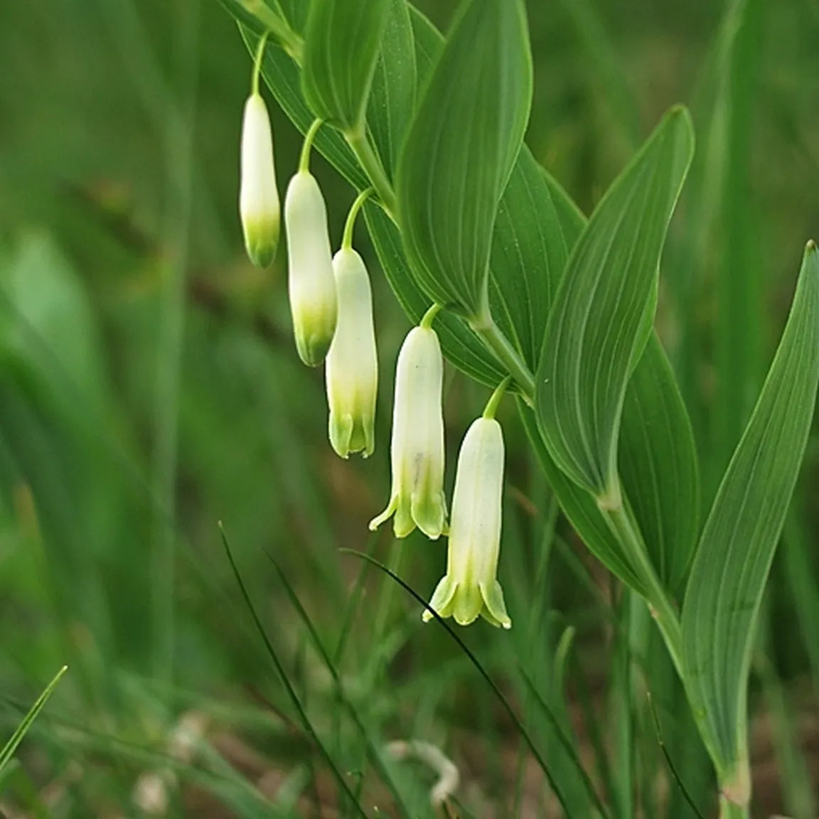 White Solomons Flower seeds for Planting - Cottage Garden Essential, Heirloom & GMO Free Seeds for Home Garden