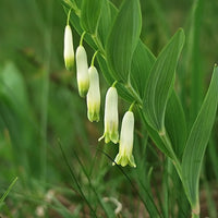 White Solomons Flower seeds for Planting - Cottage Garden Essential, Heirloom & GMO Free Seeds for Home Garden