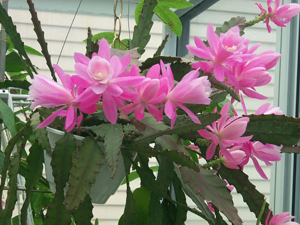 Pale Pink Nopalxochia Flower seeds for Planting Easy to Grow Heirloom & GMO Free Seeds for Home Garden