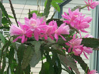 Pale Pink Nopalxochia Flower seeds for Planting Easy to Grow Heirloom & GMO Free Seeds for Home Garden