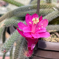 Aporocactus Flower seeds for Planting Pollinator Friendly Heirloom & GMO Free Seeds for Home Garden