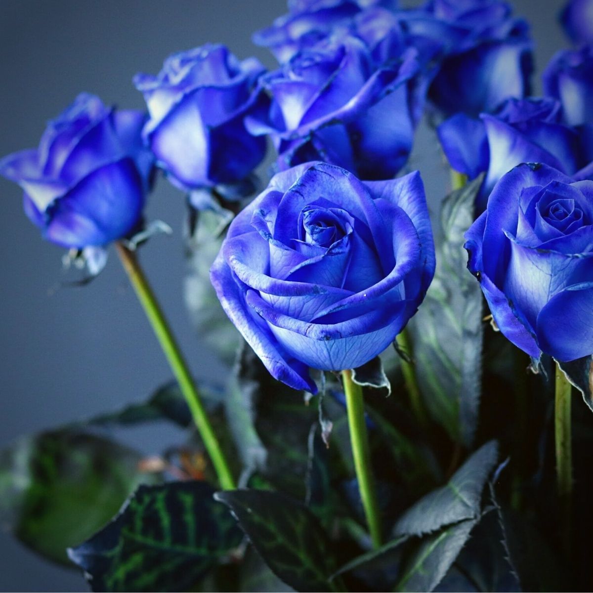 Blue Rose Flower Seeds  Cultivate Unique Blooms in Your Garden