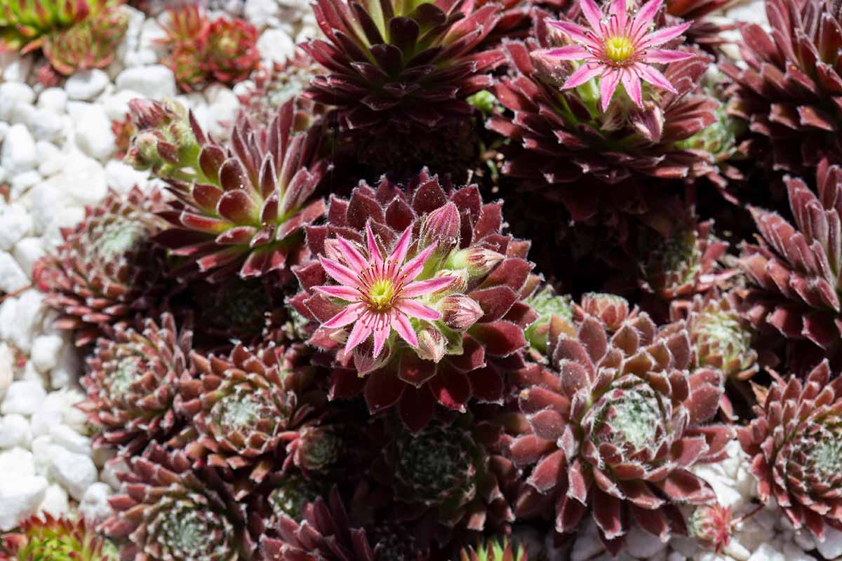Mixed Sempervivum Flower seeds for Planting - Long Bloom Season, Heirloom & GMO Free Seeds for Home Garden