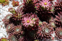 Mixed Sempervivum Flower seeds for Planting - Long Bloom Season, Heirloom & GMO Free Seeds for Home Garden