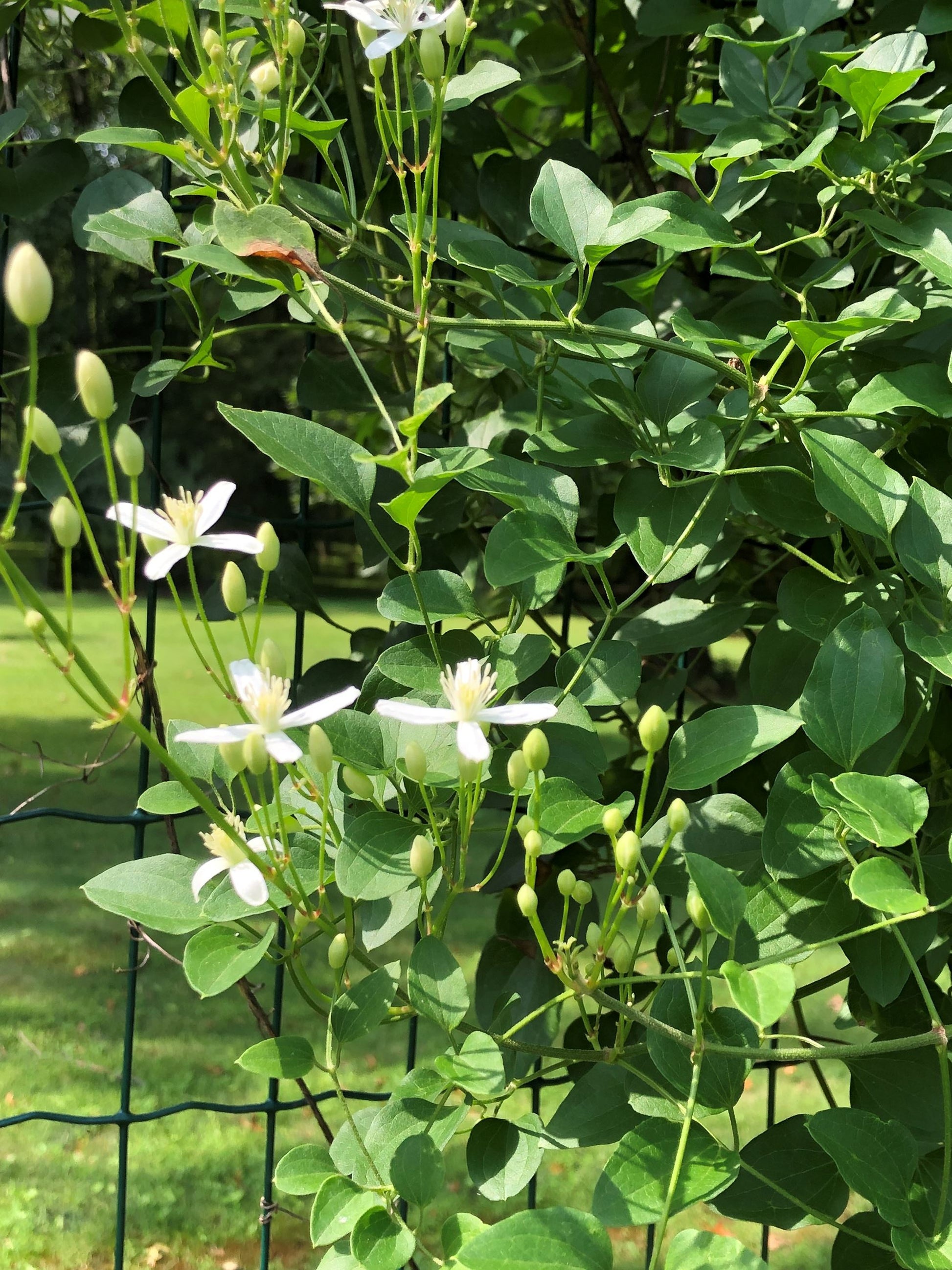Autumn Clematis Flower seeds for Planting Garden Favorite Heirloom & GMO Free Seeds for Home Garden