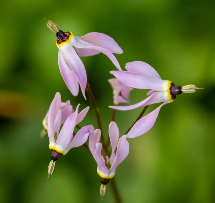 Pink White Dodecatheon Flower seeds for Planting - Compact Growth, Heirloom & GMO Free Seeds for Home Garden