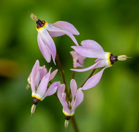 Pink White Dodecatheon Flower seeds for Planting - Compact Growth, Heirloom & GMO Free Seeds for Home Garden