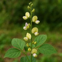 Dolichos Biflorus Flower seeds for Planting - Pollinator Friendly, Heirloom & GMO Free Seeds for Home Garden