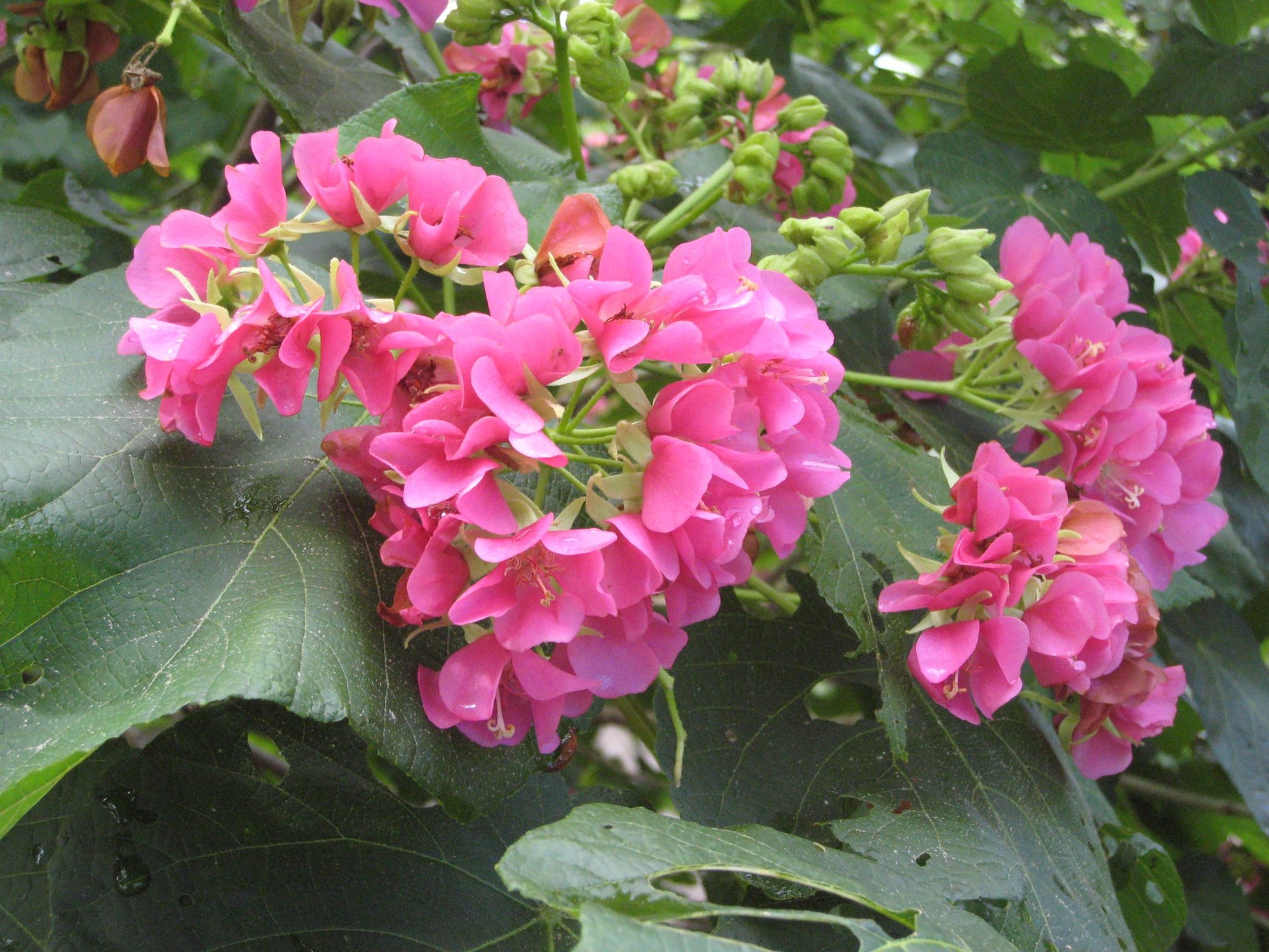 Dombeya Bourgassiae Pink Blossom Plant Seeds for Planting