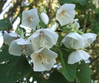 Dombeya Burgessiae Flower seeds for Planting - Low Maintenance, Heirloom & GMO Free Seeds for Home Garden