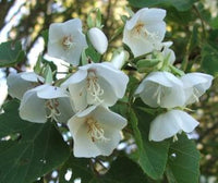 Dombeya Burgessiae Flower seeds for Planting - Low Maintenance, Heirloom & GMO Free Seeds for Home Garden
