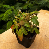 Dorstenia Lavrano Flower seeds for Planting Low Maintenance Heirloom & GMO Free Seeds for Home Garden 
 
 Sale