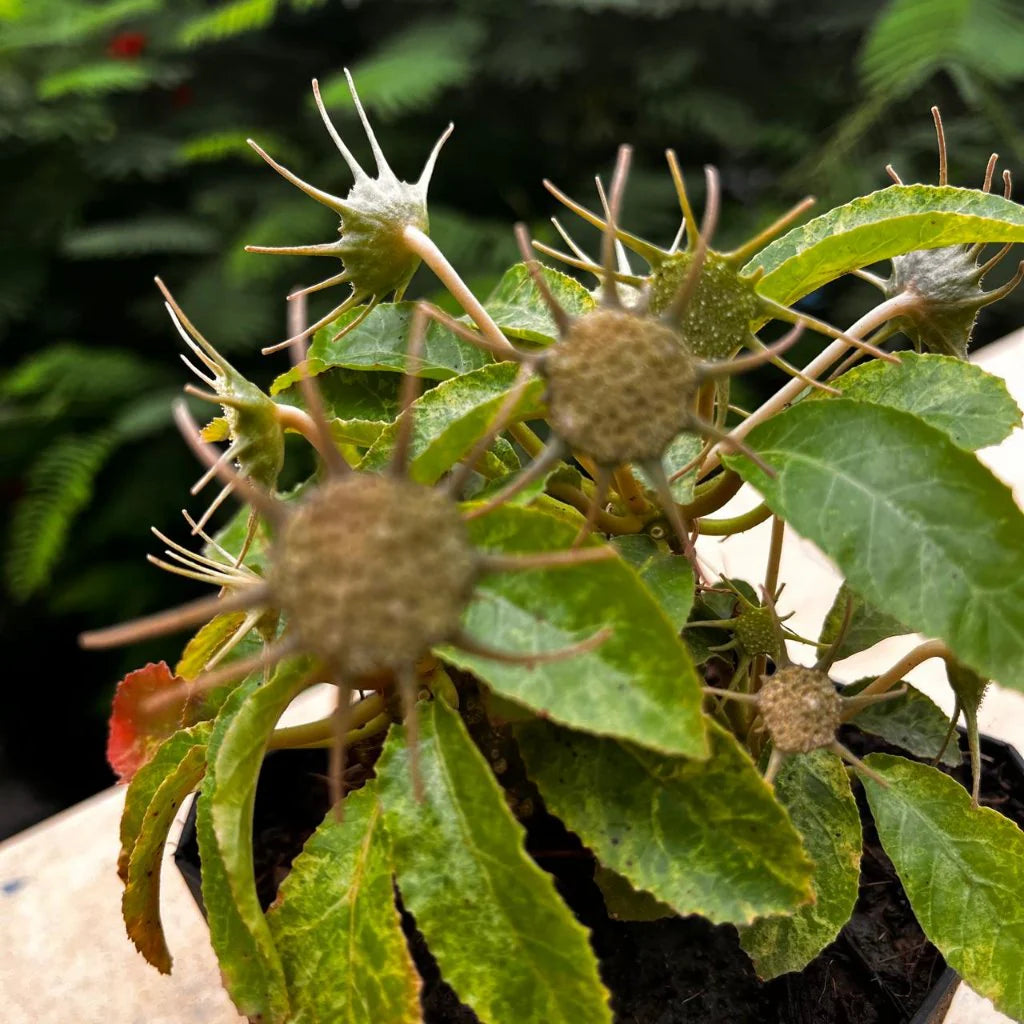 Dorstenia Lavrano Flower seeds for Planting Low Maintenance Heirloom & GMO Free Seeds for Home Garden 
 
 Sale