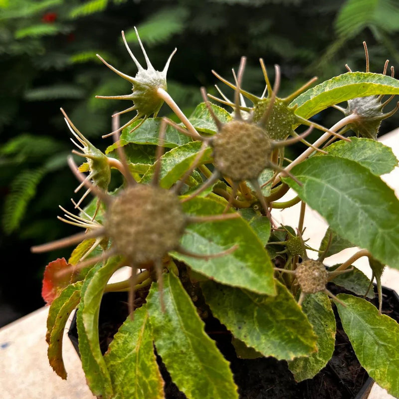 Dorstenia Lavrano Flower seeds for Planting Low Maintenance Heirloom & GMO Free Seeds for Home Garden 
 
 Sale