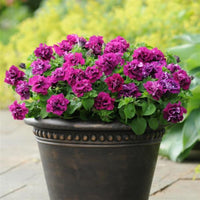 Double Petunia in hanging baskets