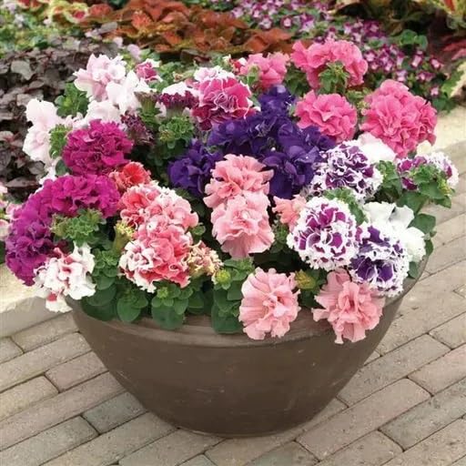 Non GMO Double Petunia seeds