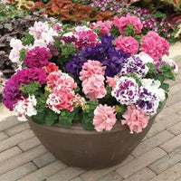 Non GMO Double Petunia seeds