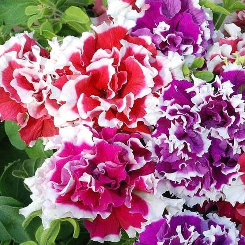 Double Pink Petunia flower seeds for planting