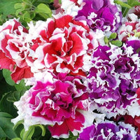 Double Pink Petunia flower seeds for planting
